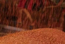 茅台镇的酒企加班加点抢时间，埋头苦干赶进度-优易酒业